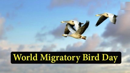 Why do we celebrate World Migratory Bird Day on May 14th?