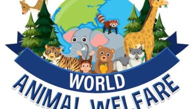 Why do we celebrate World Animal Welfare Day on October 4th?