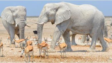 Why is Thailand called the land of white elephants?