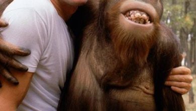 Why Would Clint Eastwood's Riding With An Orangutan Be So Popular?