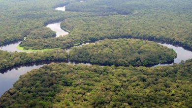 Congo River Basin Biodiversity