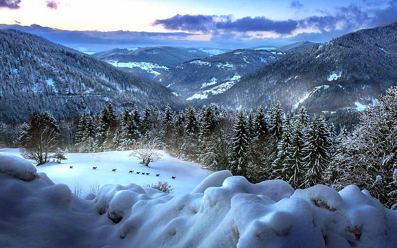 Black Forest Mountains