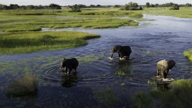 Southern African Biodiversity