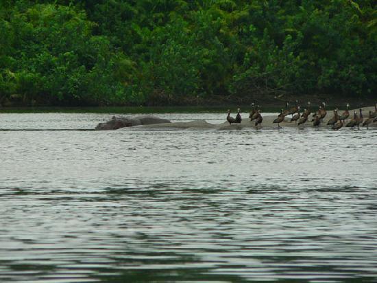 Sassandra River Importance