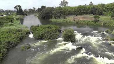 Bandama River Importance