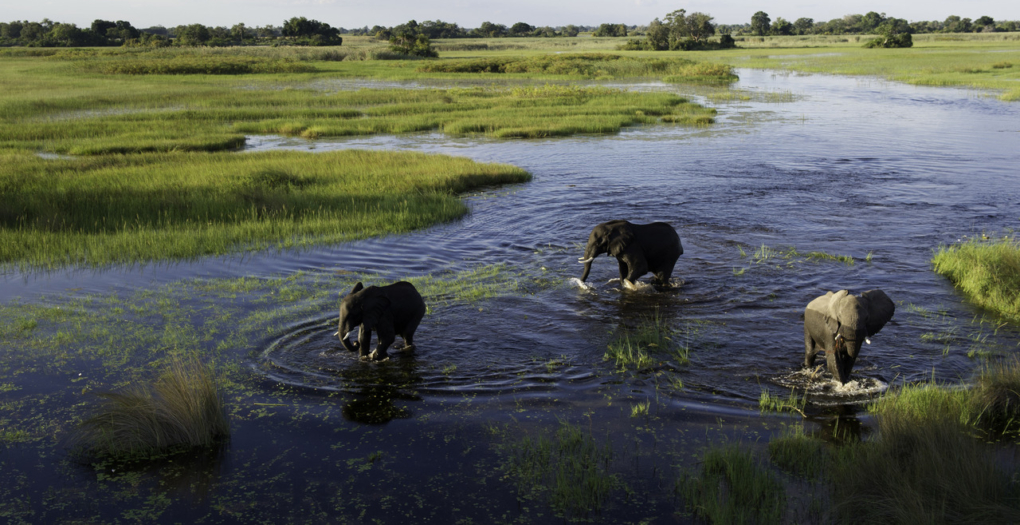 Southern African Biodiversity