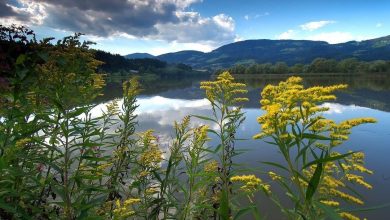 Drava River