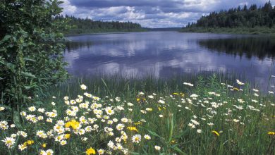 Allagash River